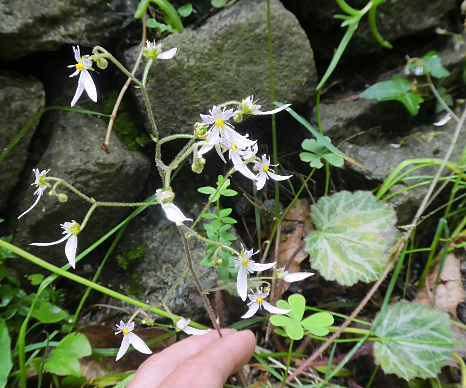 Saxifraga stolonifera  / Sassifraga stolonifera